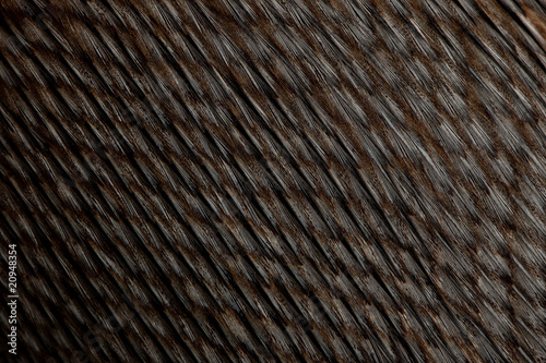 Close-up of Humboldt Penguin feathers