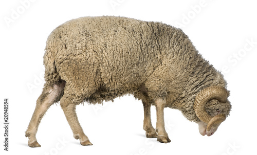 Fototapeta Naklejka Na Ścianę i Meble -  Side view of Arles Merino sheep, ram, 5 years old, standing
