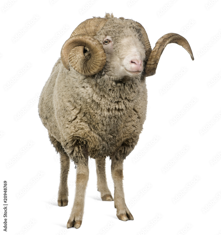 Front view of Arles Merino sheep, ram, 5 years old, standing Stock Photo |  Adobe Stock