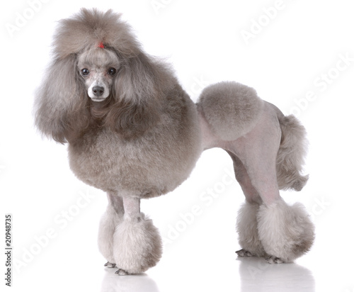 Portrait of poodle photo