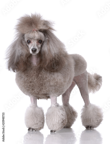 Portrait of poodle