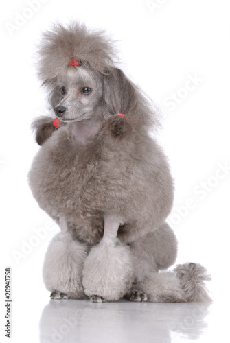 Portrait of poodle