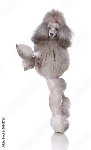 Portrait of poodle