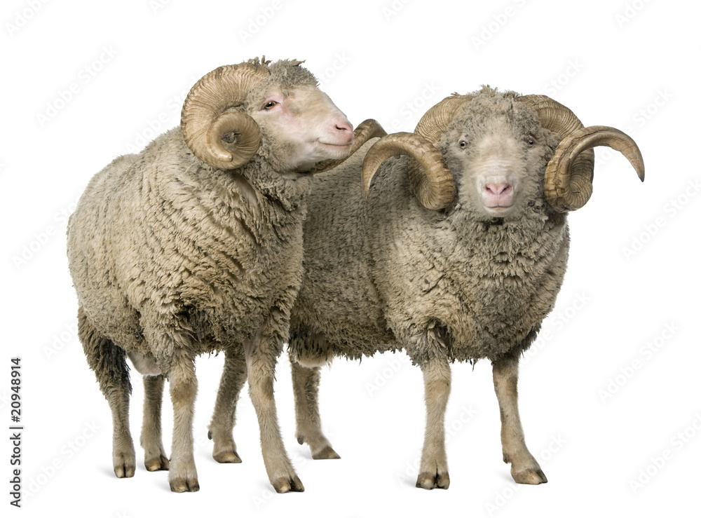 Fototapeta premium Two Arles Merino sheep, rams, standing