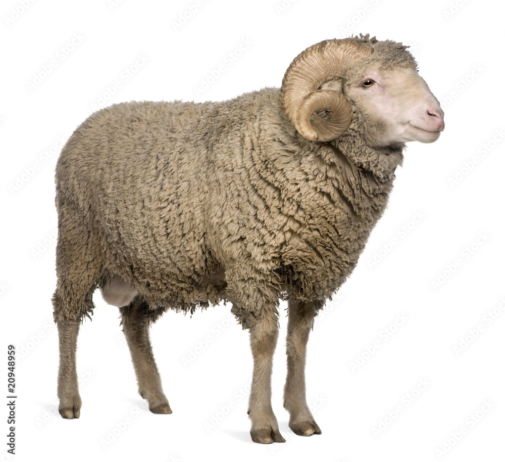 Naklejka premium Arles Merino sheep, ram, 3 years old, standing