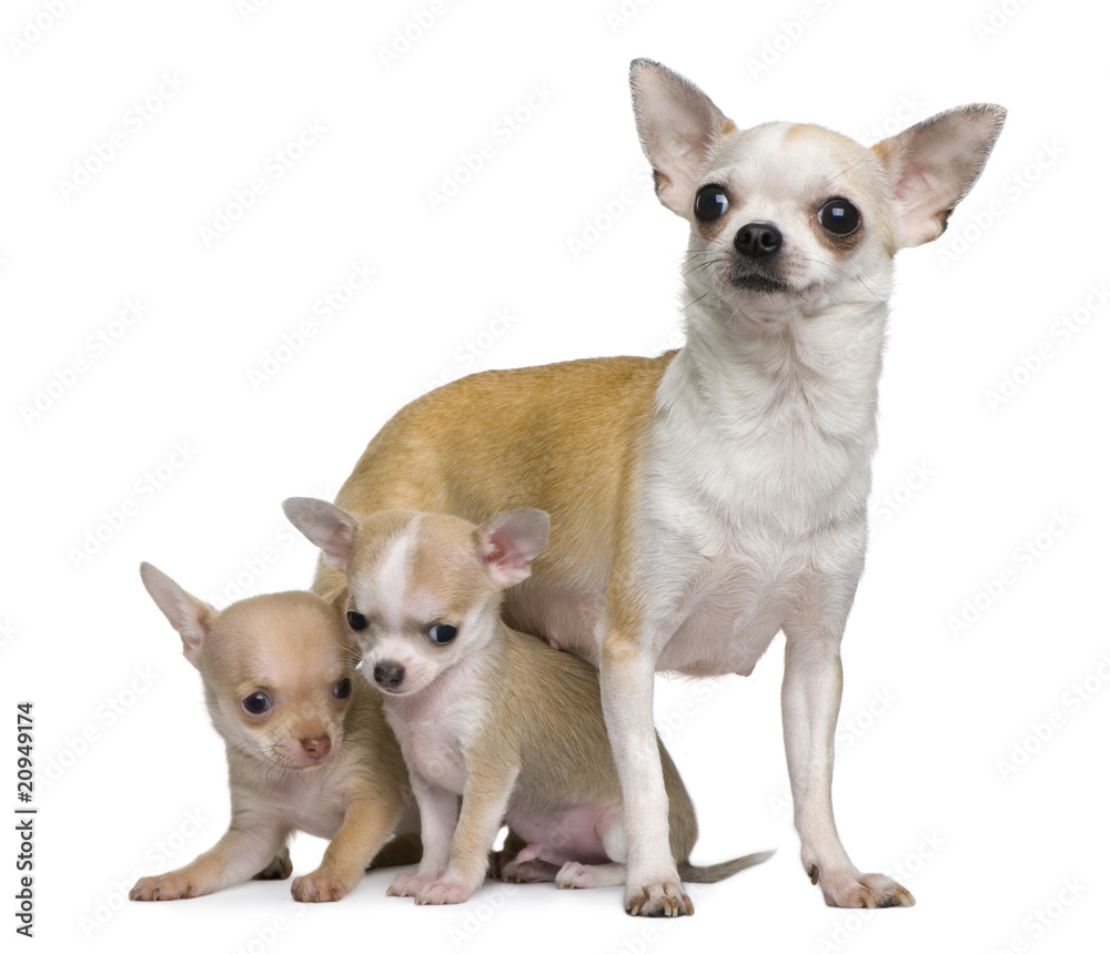 Chihuahua mother and her 2 puppies, 8 weeks old