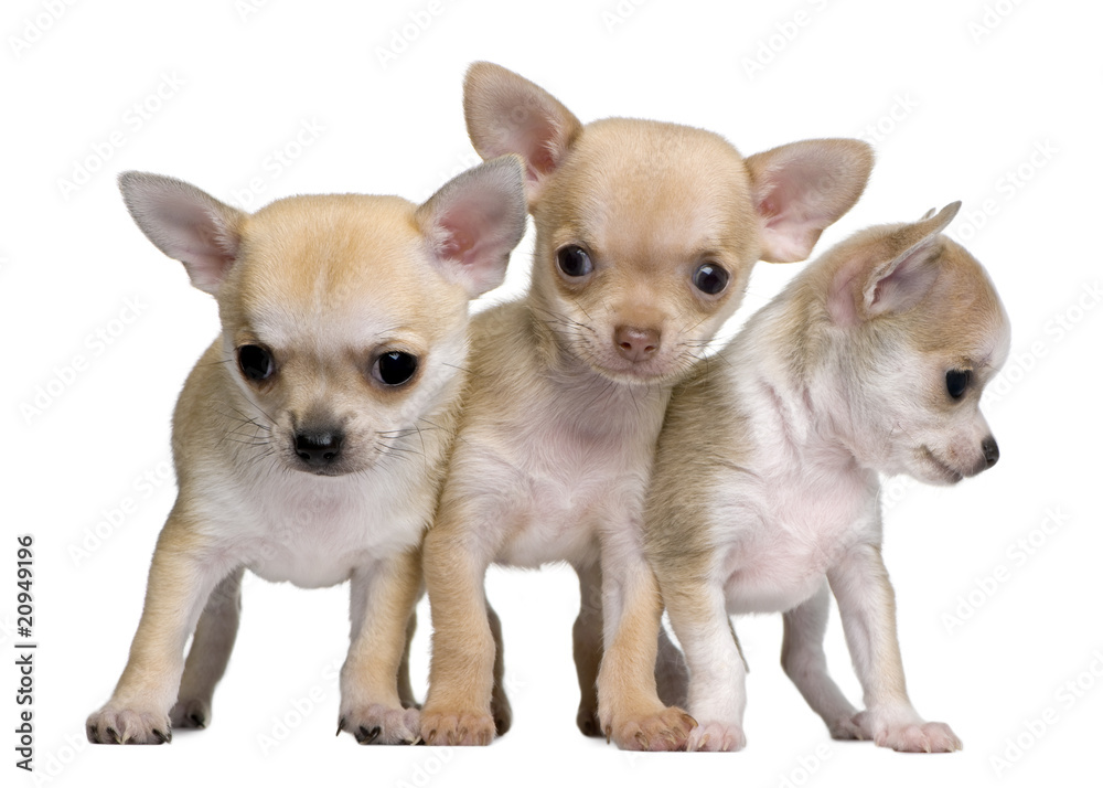 Obraz premium Chihuahua puppies, standing in front of white background