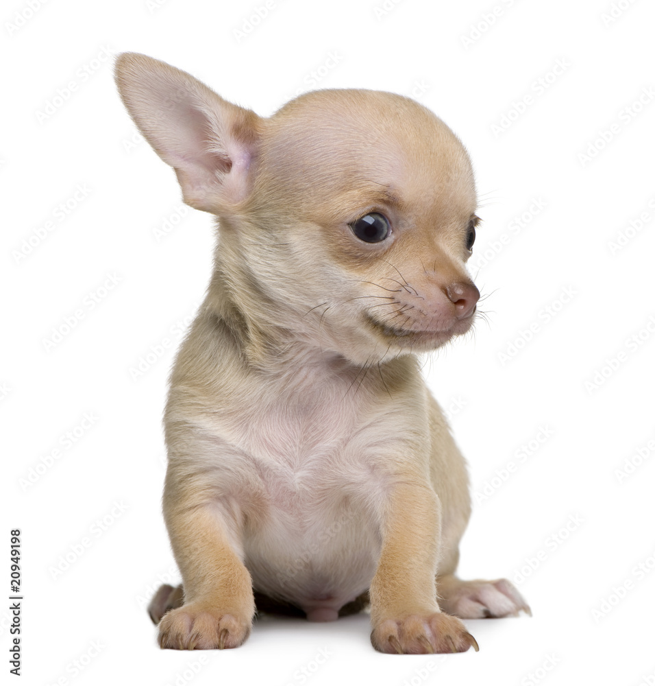 Chihuahua puppy, sitting in front of white background