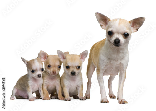 Fototapeta Naklejka Na Ścianę i Meble -  Chihuahua mother and her 3 puppies, 8 weeks old