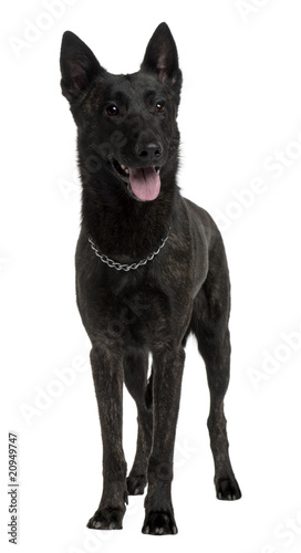 Foto Dutch Shepherd Dog, standing in front of white background