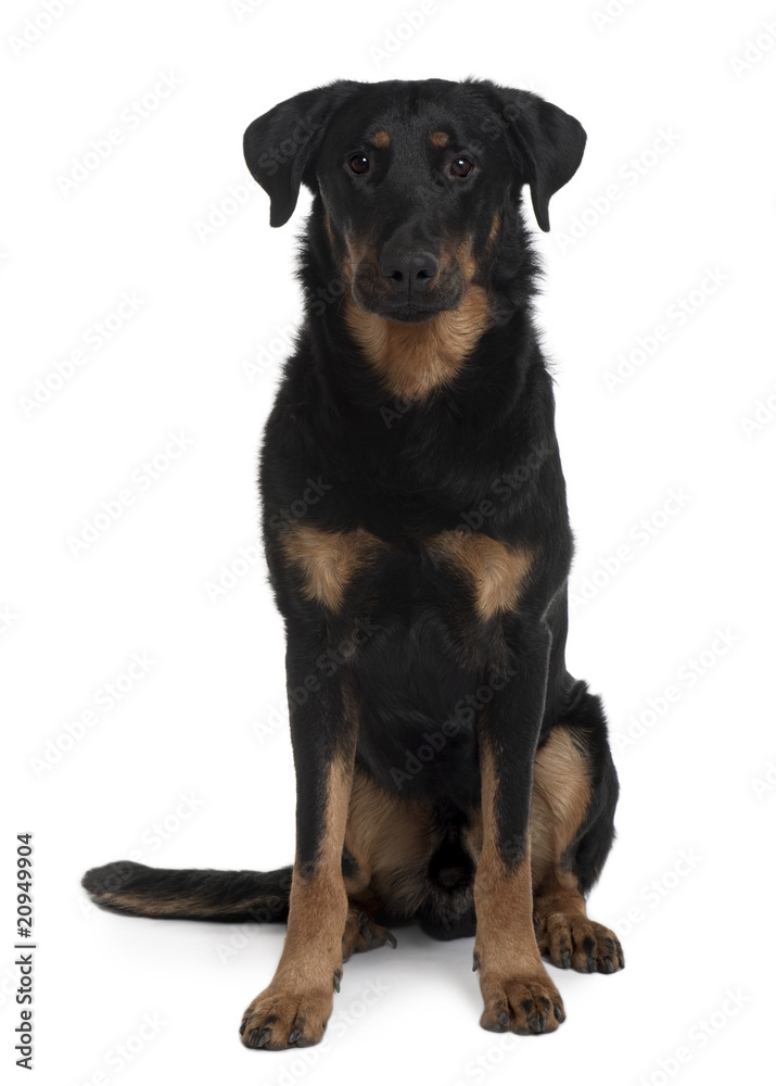 Beauceron, 1 Year Old, sitting in front of white background