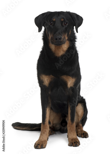 Beauceron, 1 Year Old, sitting in front of white background