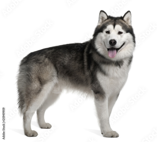 Alaskan malamute, standing in front of white background © Eric Isselée