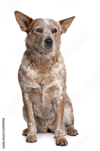 Wallpaper Mural Australian Cattle Dog, sitting in front of white background Torontodigital.ca
