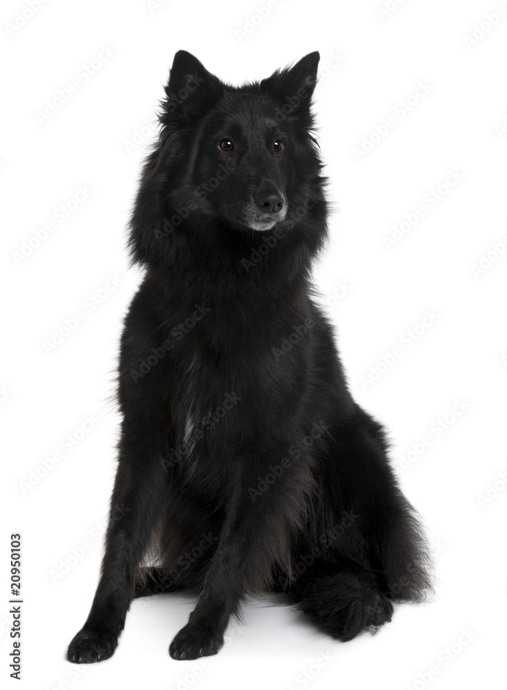 Belgian Shepherd Dog, sitting in front of white background
