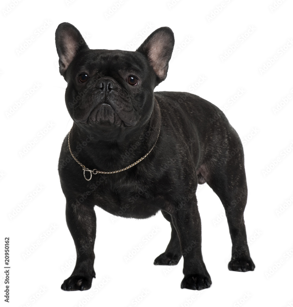 French Bulldog, standing in front of white background