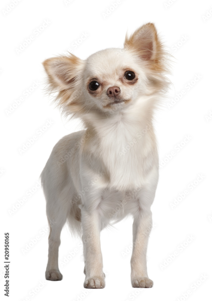 Chihuahua, standing in front of white background