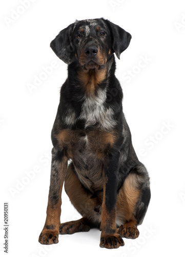 Beauceron  7 Months old  sitting in front of white background