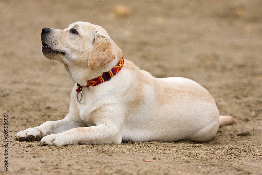 Labrador retriever puppy in outdoor settings Labrador retriever puppy in outdoor settings