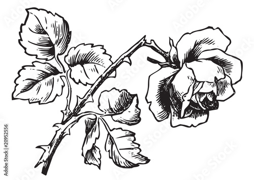 antique rose engraving (vector)
