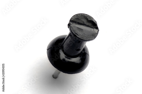 punaise noire