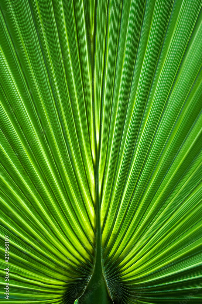 Palm leaf close-up as a natural background Palm leaf close-up as a natural background