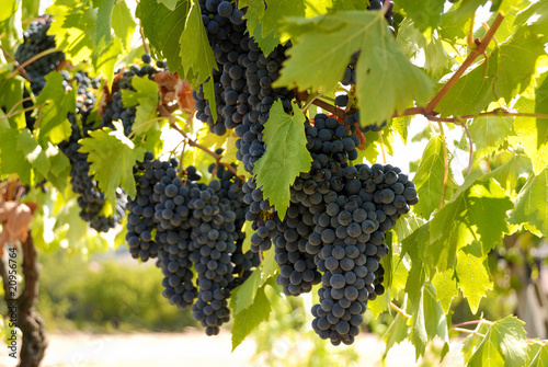 uva nera 1