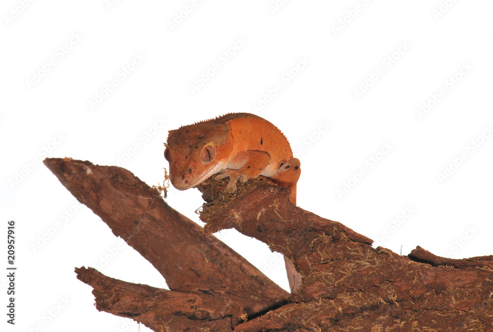 Obraz premium crested gecko
