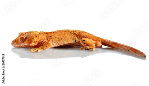 crested gecko