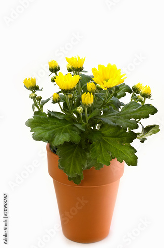 Yellow chrysanthemum in clay pot