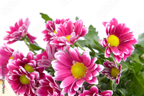 Bouquet of chrysanthemums