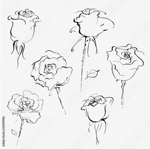 Hand drawn vector sketch of roses