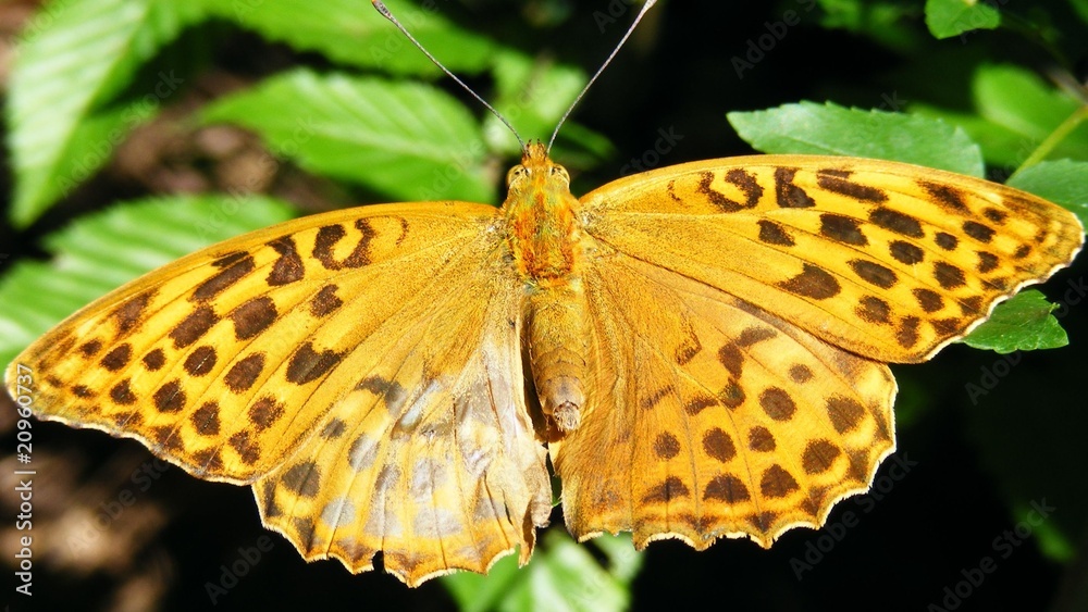 Obraz premium yellow butterfly rest