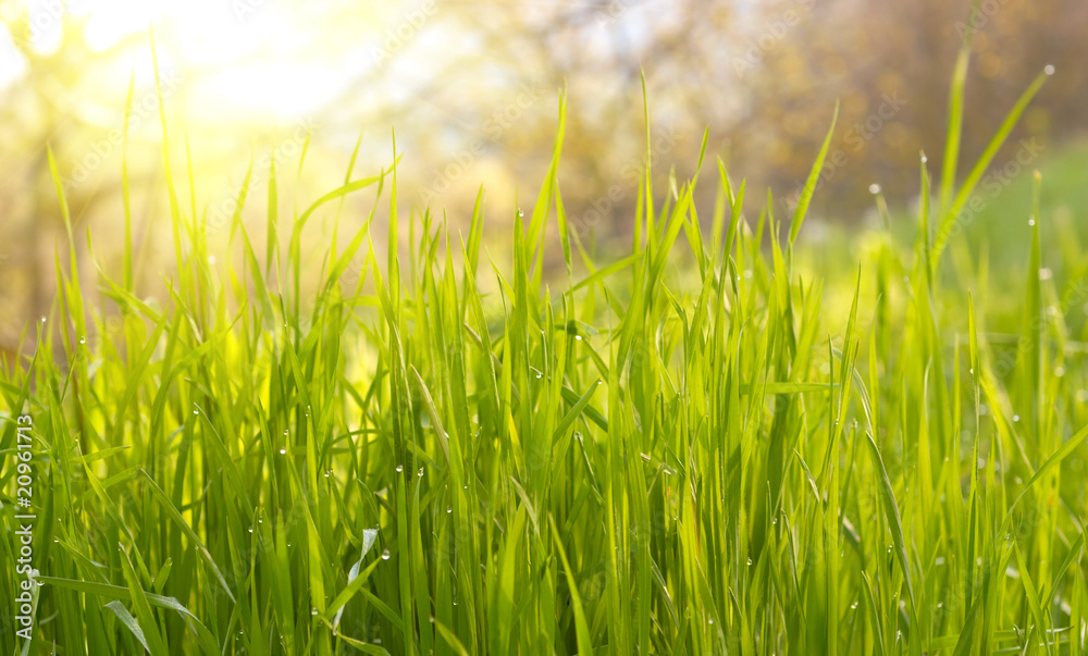Green grass sunset.. Green grass sunset..