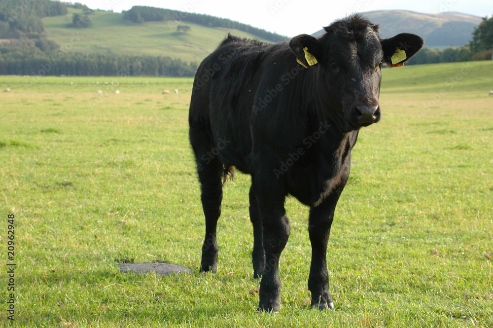 A curious calf on pasture in Scotland A curious calf on pasture in Scotland