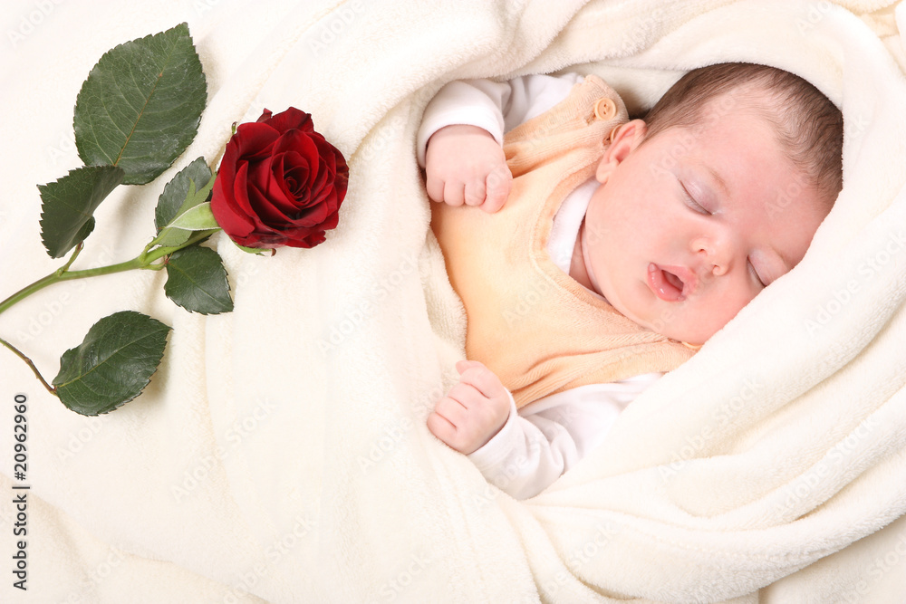 die Rose die Rose