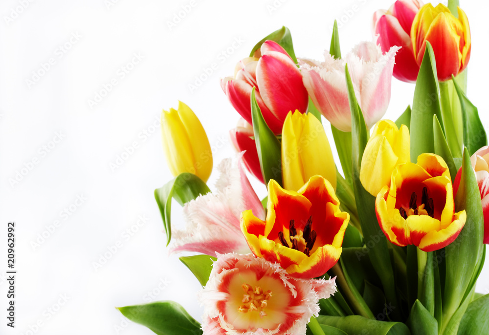 custom made wallpaper toronto digitalbouquet of the fresh tulips