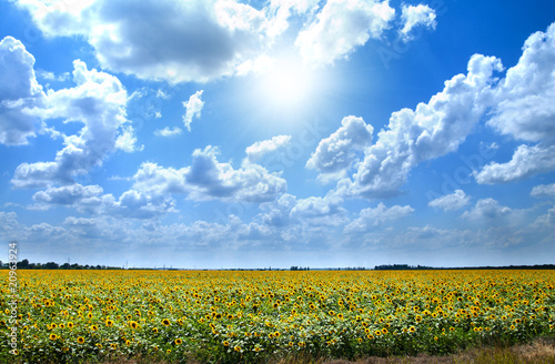 Sunflowers with clouds in the field