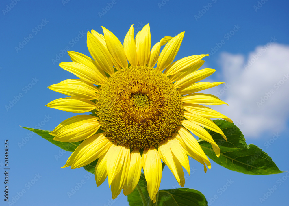 bright  sunflower