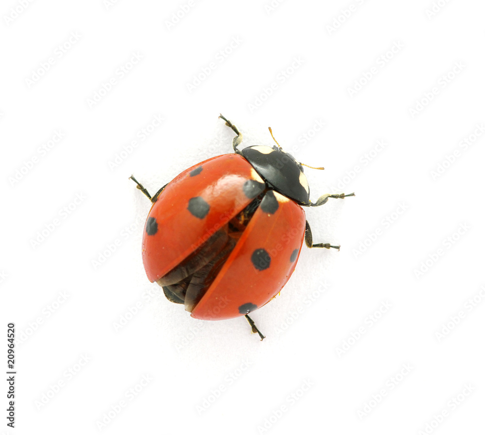 Ladybug