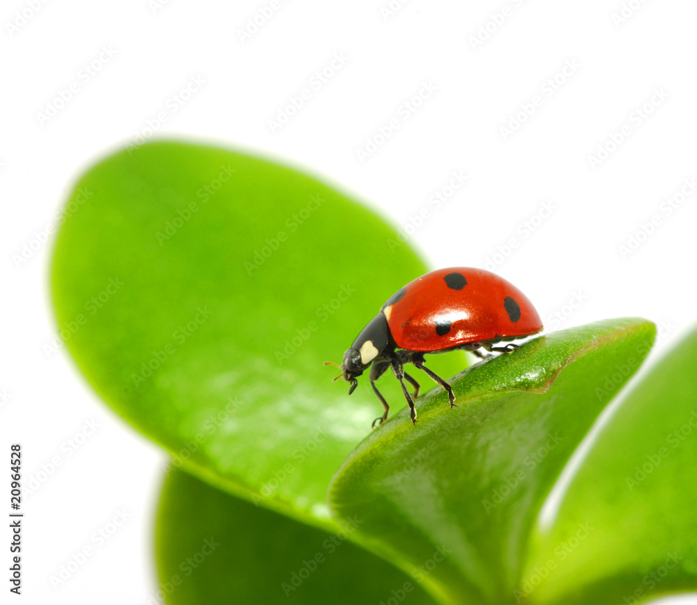 Fototapeta premium ladybird on leaf