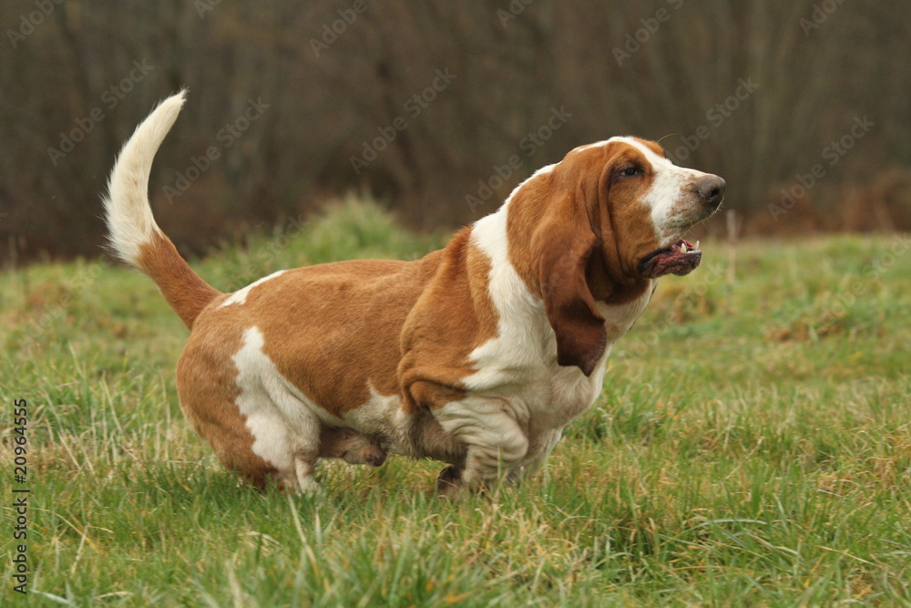 course du basset hound à travers la pâture course du basset hound à travers la pâture