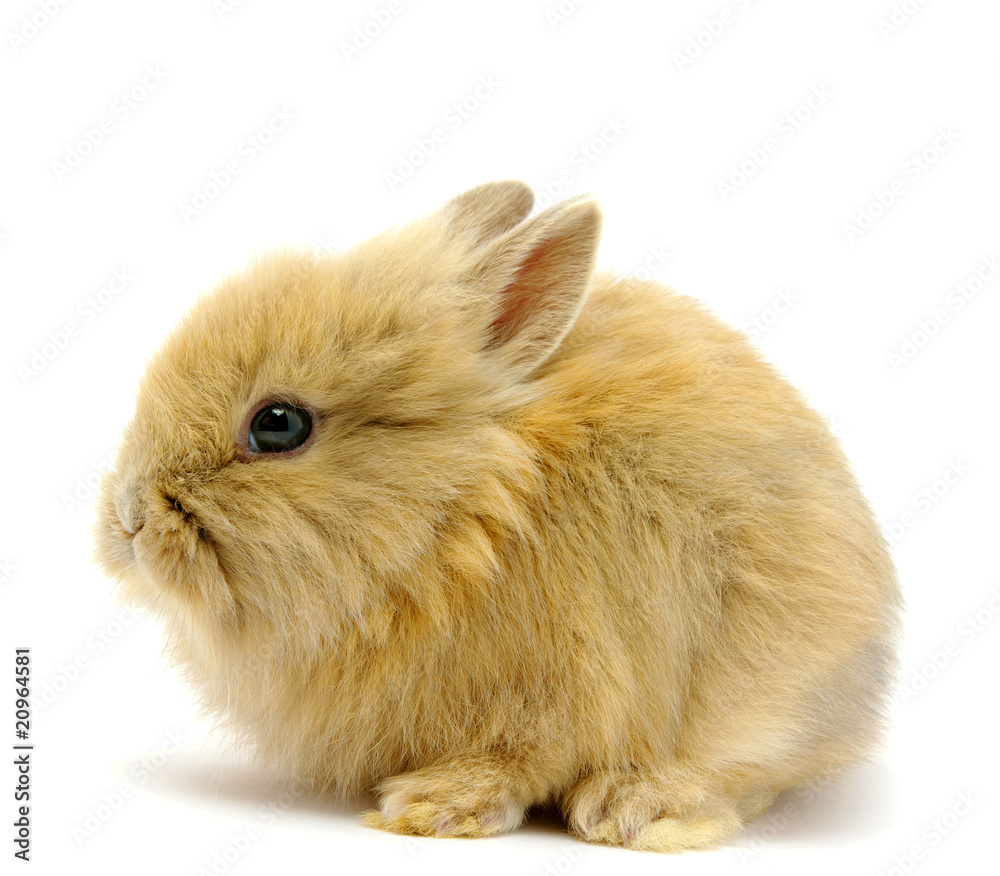 Small  rabbit