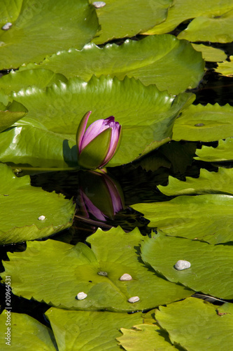 water flowers