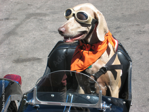 cane motociclista