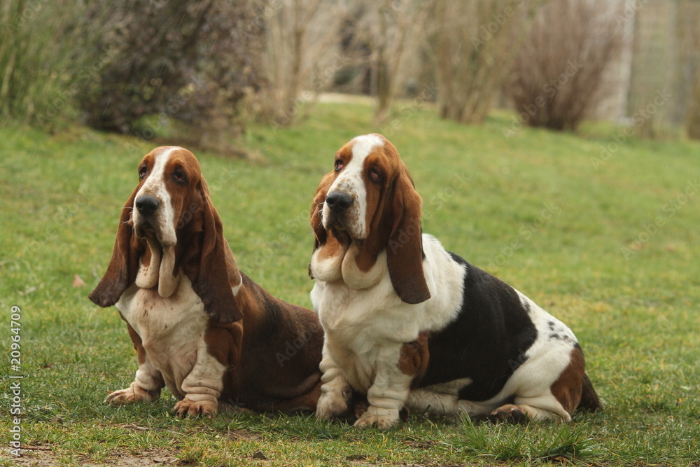 couple de chiens de race basset hound assis en extérieur