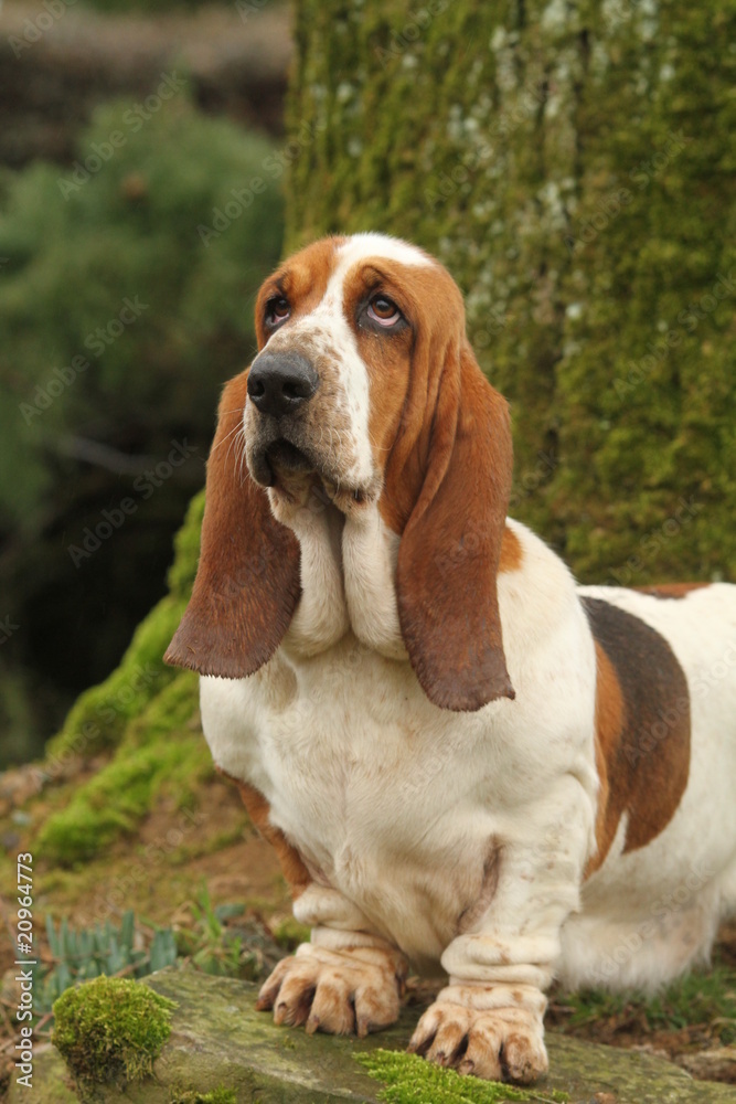 basset hound implorant le pardon de son maître basset hound implorant le pardon de son maître