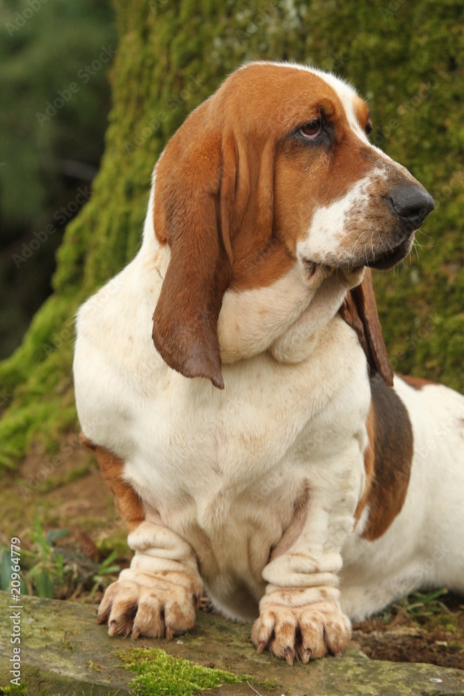 basset hound de bout de face tête tournée en extérieur basset hound de bout de face tête tournée en extérieur