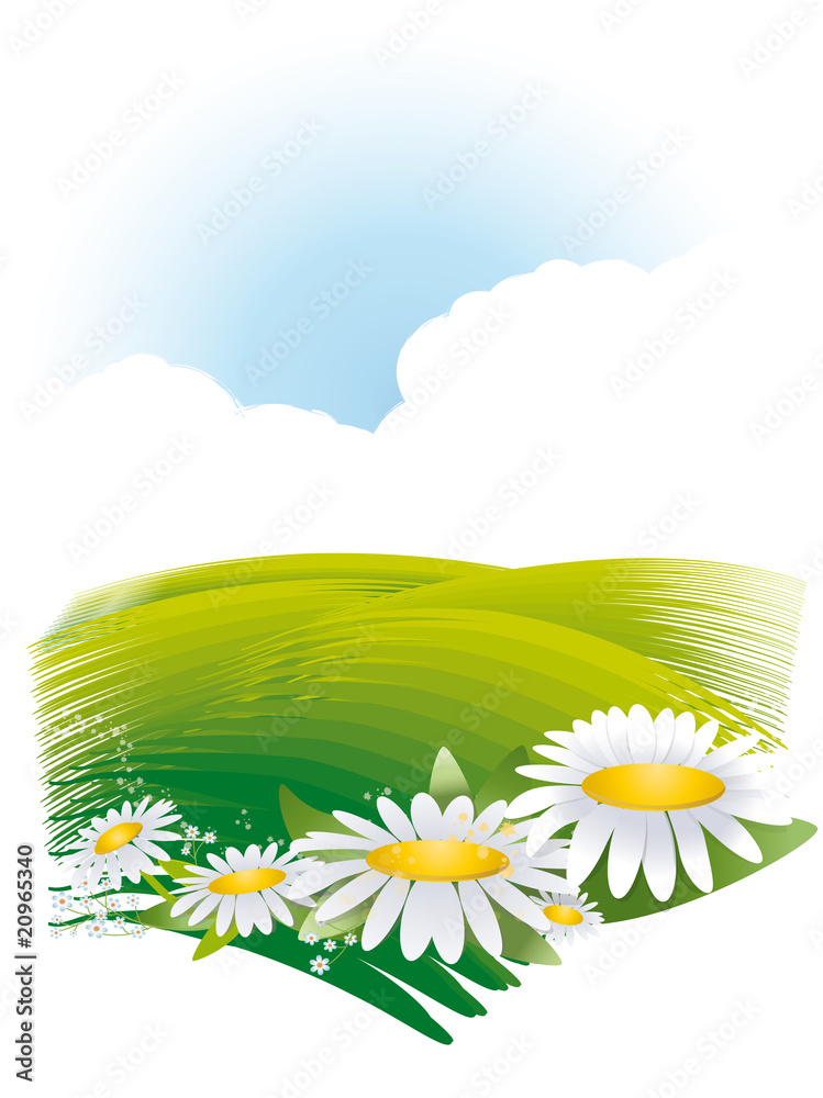 Champs verts et marguerites Champs verts et marguerites