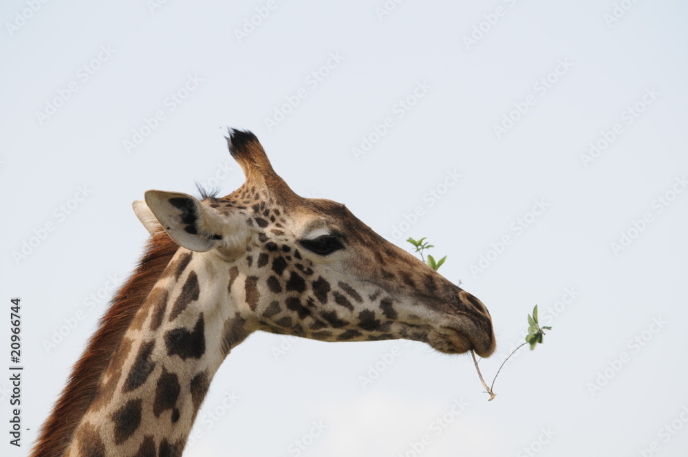 Giraffe Giraffe